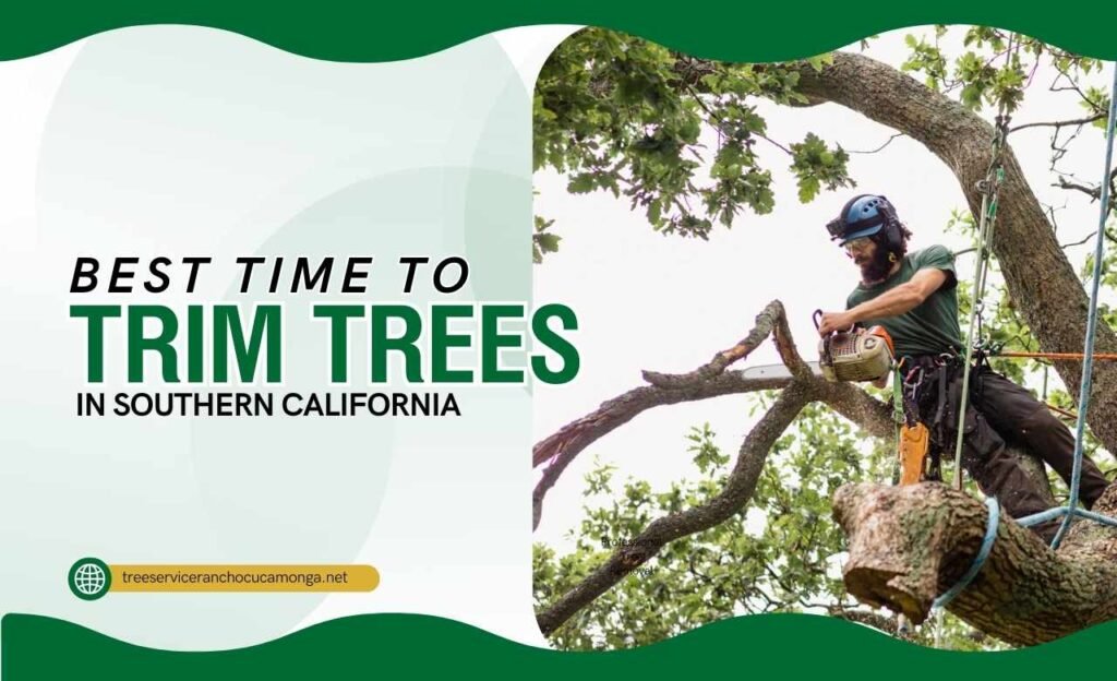 Best time to trim trees in Southern California