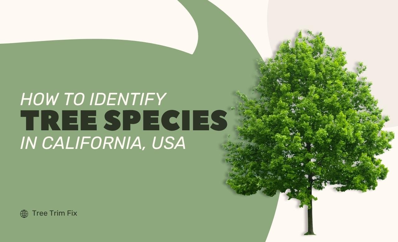 How to Identify Tree Species in California, USA
